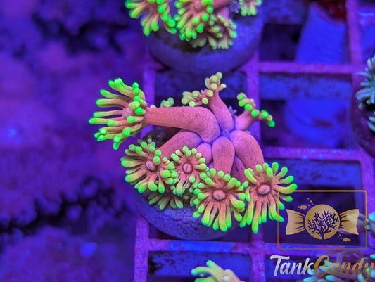 SBB Care Bear Goni WYSIWYG GA3