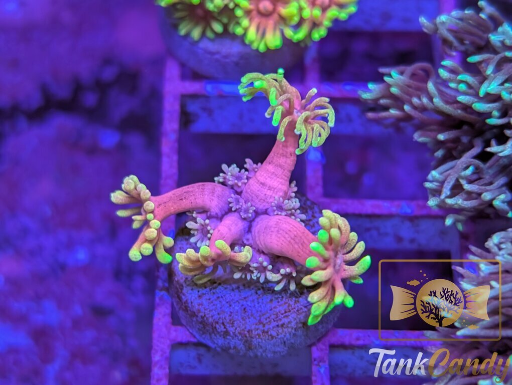 SBB Care Bear Goni WYSIWYG GA4