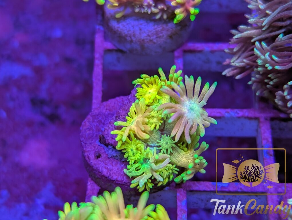 TC Tinkerbell Goni WYSIWYG GA5