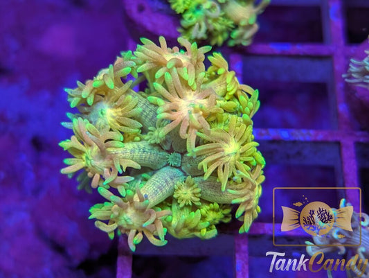 TC Tinkerbell Goni WYSIWYG GA6