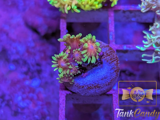 SBB Runespoor Goni WYSIWYG GA7