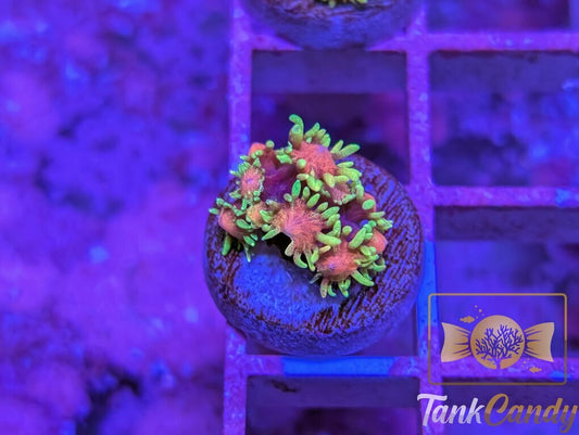 SBB Runespoor Goni WYSIWYG GA9