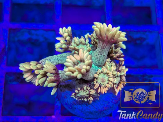 TC Cryptic Goni WYSIWYG GC2 [MUST]