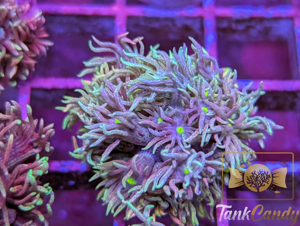 TC Blue Engery Goni WYSIWYG GC3