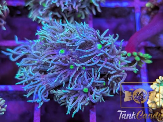 TC Blue Engery Goni WYSIWYG GC4