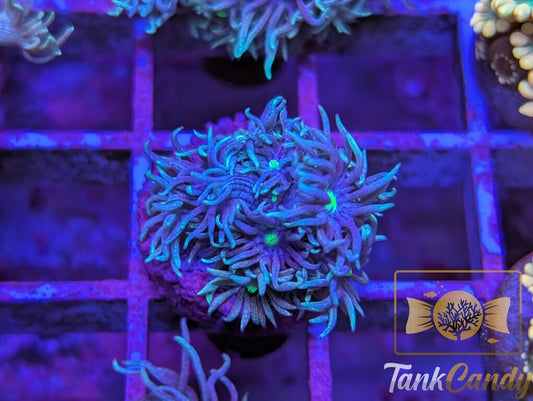 TC Blue Engery Goni WYSIWYG GC5