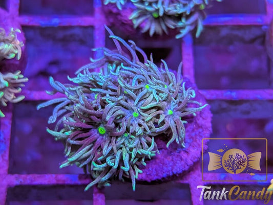 TC Blue Engery Goni WYSIWYG GC6