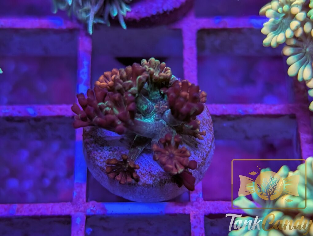 TSA Candy Runts Alveopora WYSIWYG GC7 [MUST]