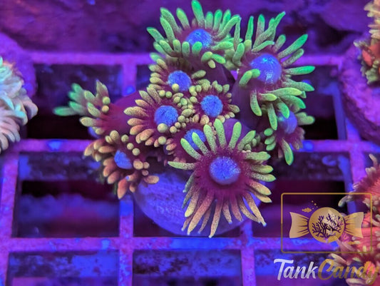 TC Vice City Goni WYSIWYG GD1 [MUST]