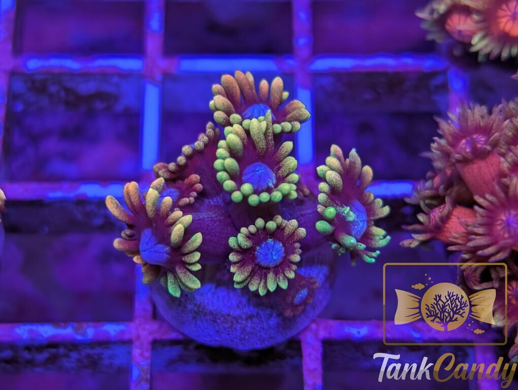 TC Vice City Goni WYSIWYG GD2 [MUST]