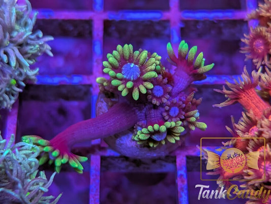 TC Vice City Goni WYSIWYG GD4 [MUST]