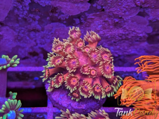 BigR Date Night Goni WYSIWYG GE1