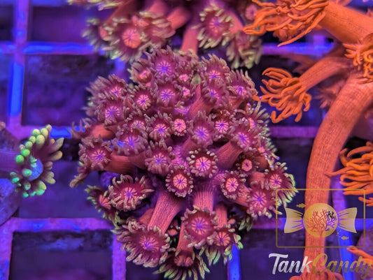 BigR Date Night Goni WYSIWYG GE3