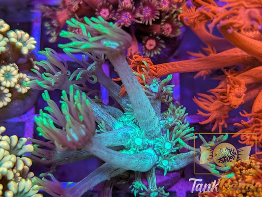 TC Green Lantern Goni WYSIWYG GE6