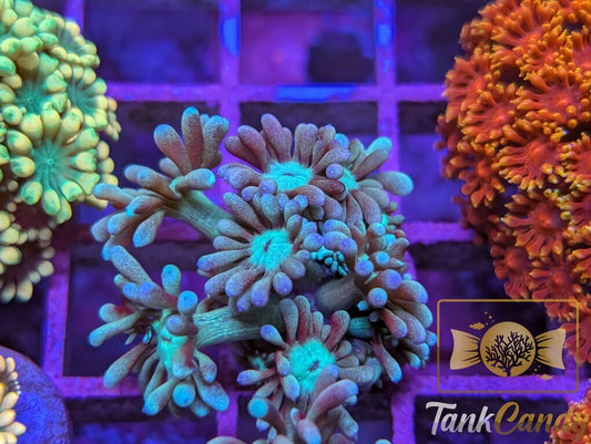 TC Big League Goni WYSIWYG GE9