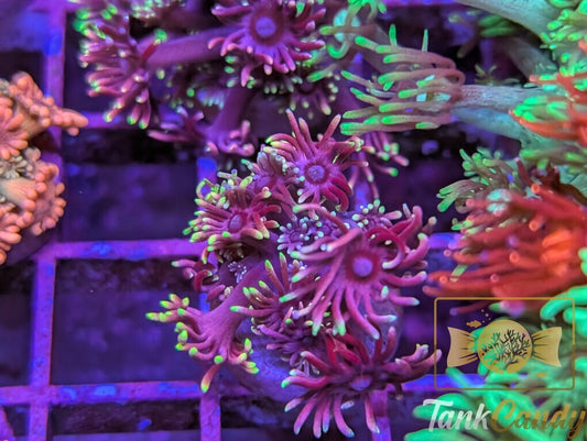 RAS Red Light District Goni WYSIWYG GH3