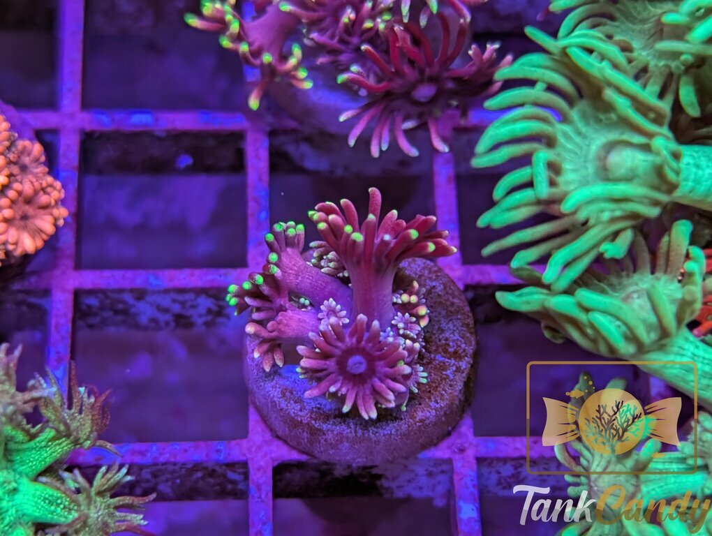 RAS Red Light District Goni WYSIWYG GH4