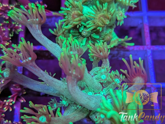 TC Green Lantern Goni WYSIWYG GE7