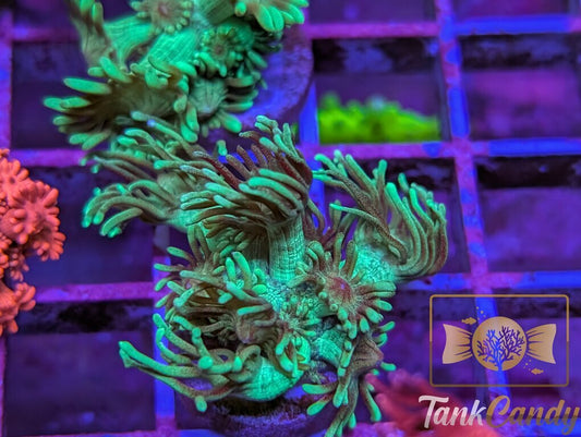 TC Mistletoe Goni WYSIWYG GI5