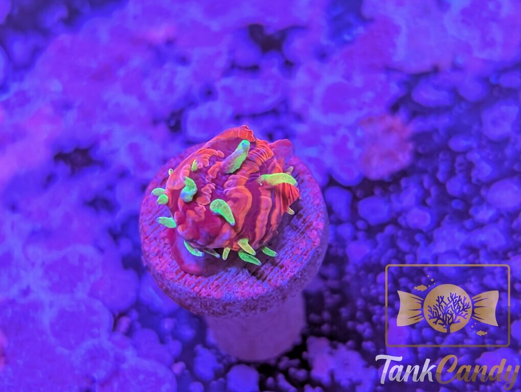 OG TCK Insanity Plate WYSIWYG PZ1 [MUST]