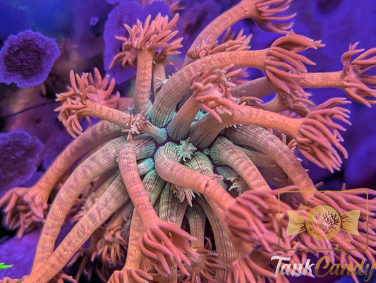 SBB Treasure Chest Goni XL WYSIWYG GZ1 [MUST]