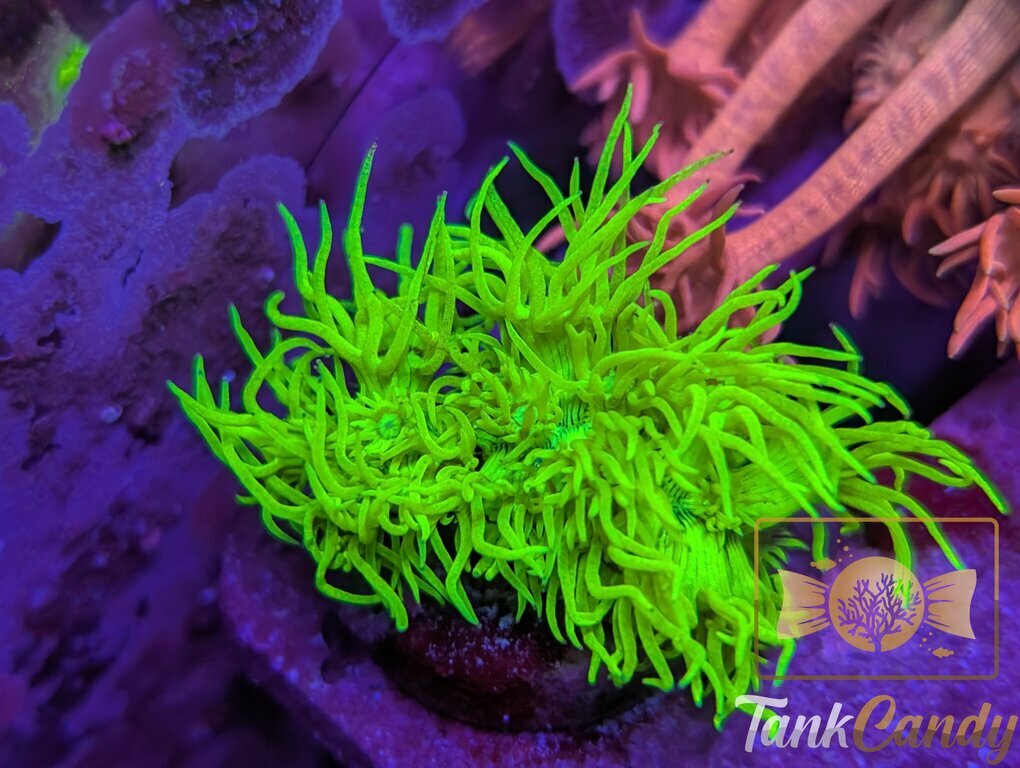 OG Kevins Highlighter WYSIWYG GZ2 [MUST]