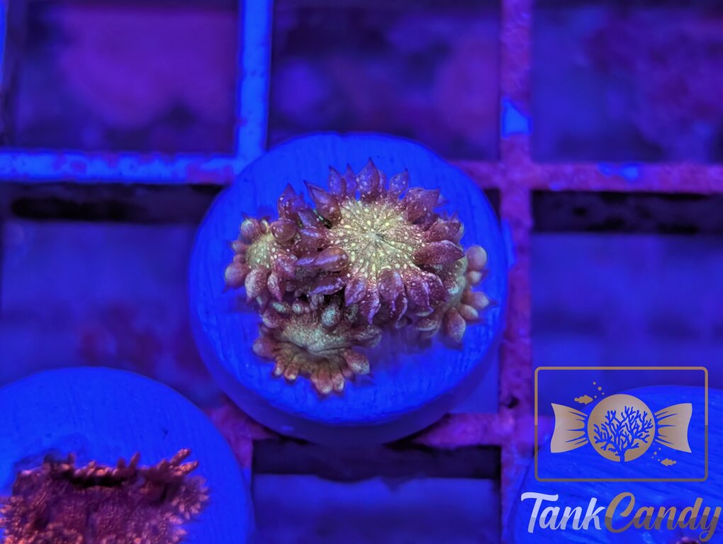 TankCandy Rainbow Glitter Goni WYSIWYG [MUST] GZ3