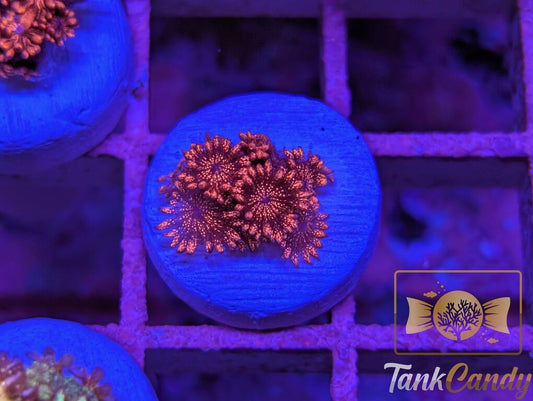 TankCandy Red Cherry Bomb Glitter Goni WYSIWYG [MUST] GZ5