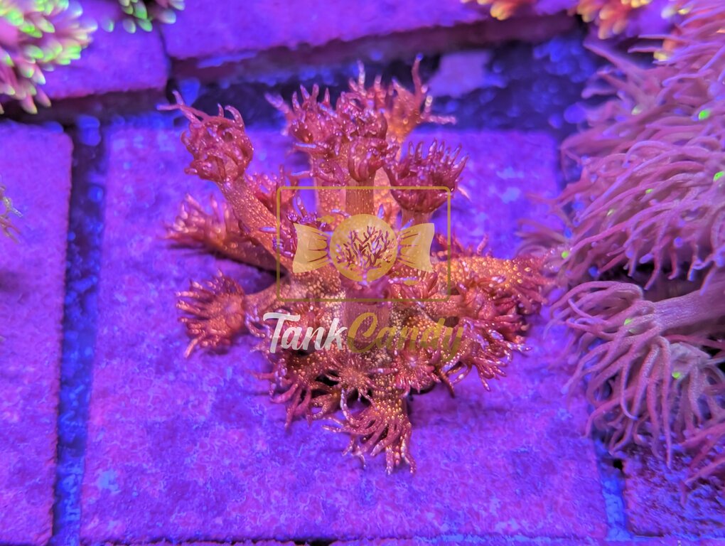 TC 24k Gold Dust Red Glitter Goni [MUST]