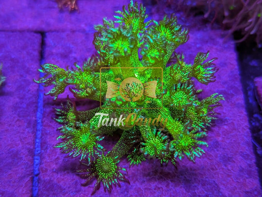 TankCandy Grand Master Glitter Goni