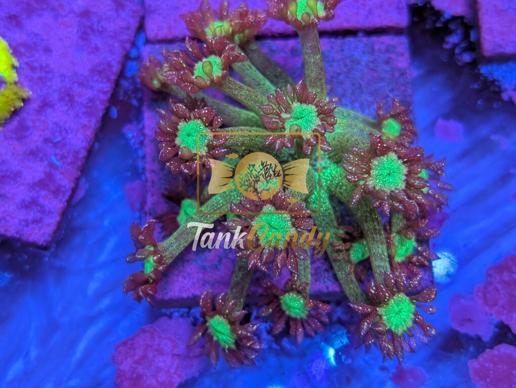 TankCandy Awesome Blossom Glitter Goni