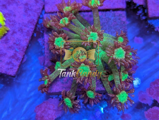 TankCandy Awesome Blossom Glitter Goni