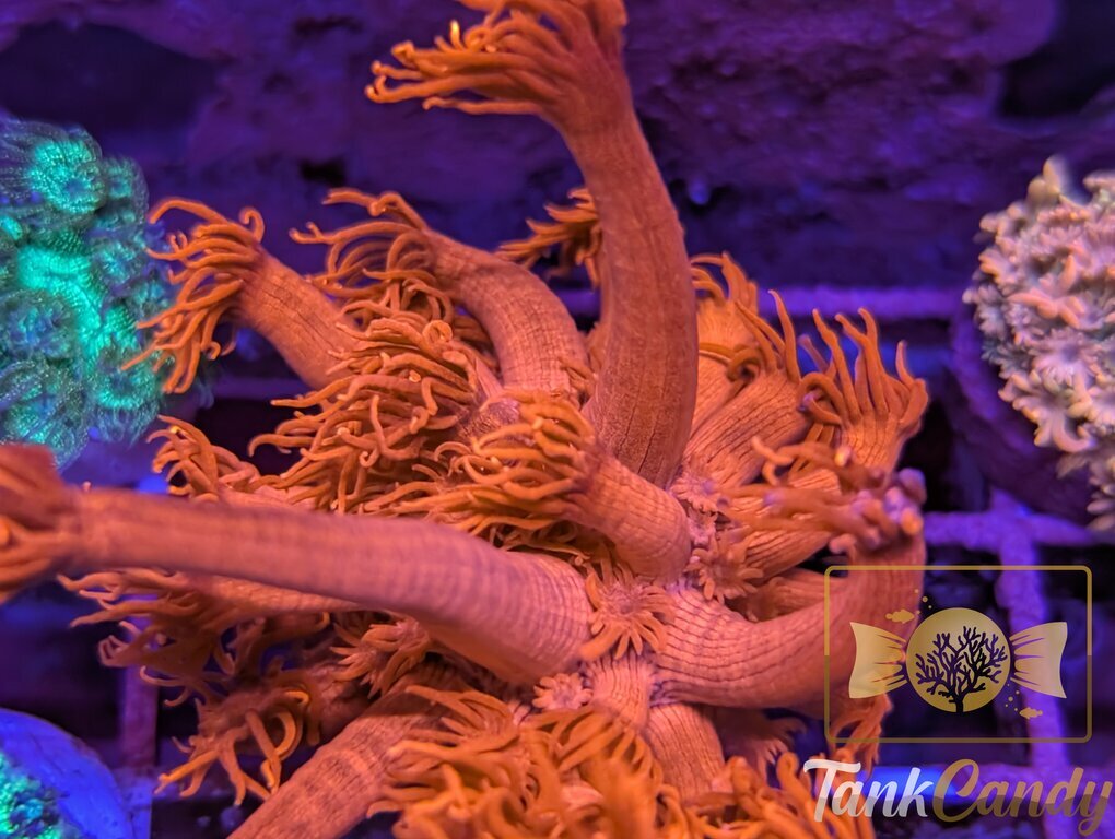 Tony's Orange Highlighter Goni WYSIWYG GF1 [MUST]