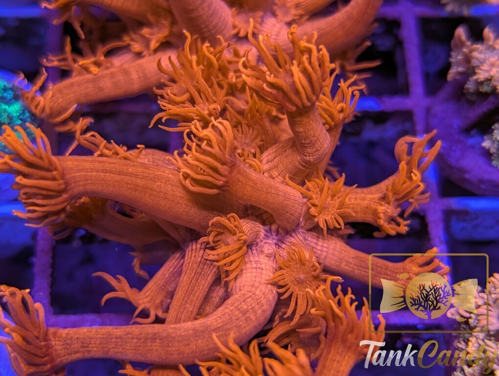 Tony's Orange Highlighter Goni WYSIWYG GF2 [MUST]
