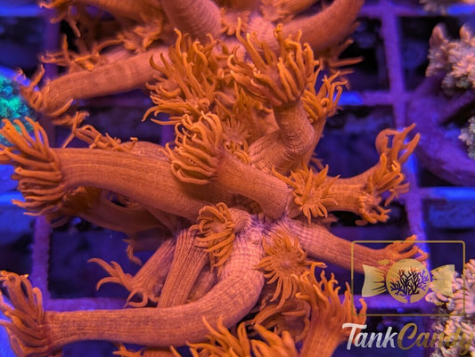 Tony's Orange Highlighter Goni WYSIWYG GF2 [MUST]