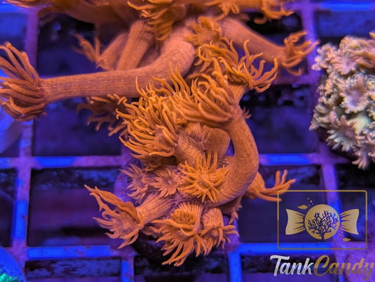 Tony's Orange Highlighter Goni WYSIWYG GF3 [MUST]
