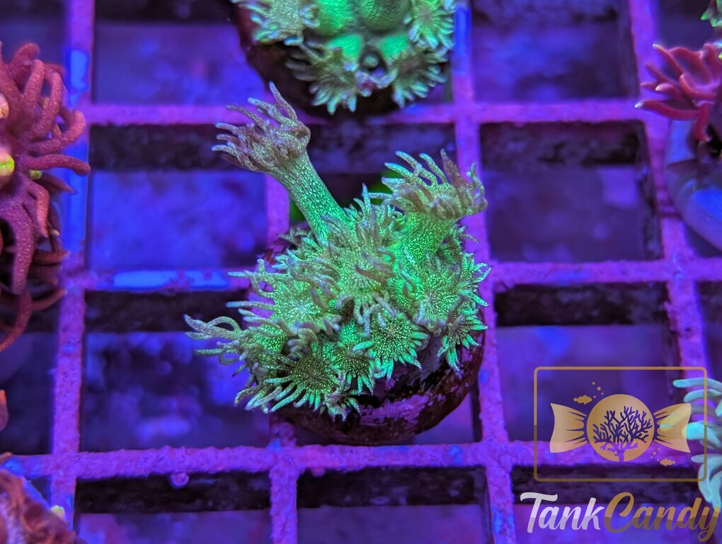 RRG Green Glitter WYSIWYG GG7