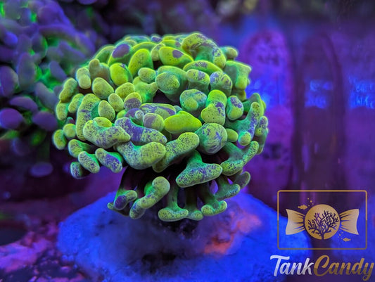 TC Hot Mess Branching Hammer