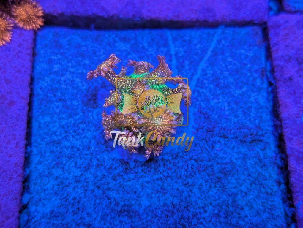 OKC Phantom Rainbow Glitter Goni