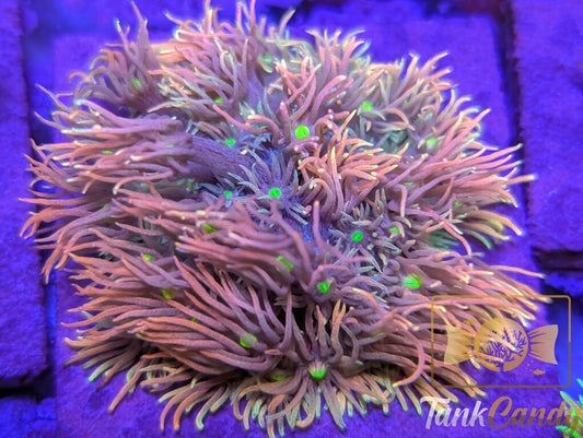 TC Dragon Tails Rainbow Goni [MUST]