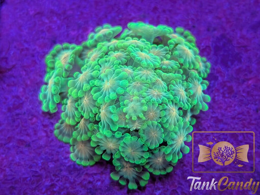SB Runtz Alveopora