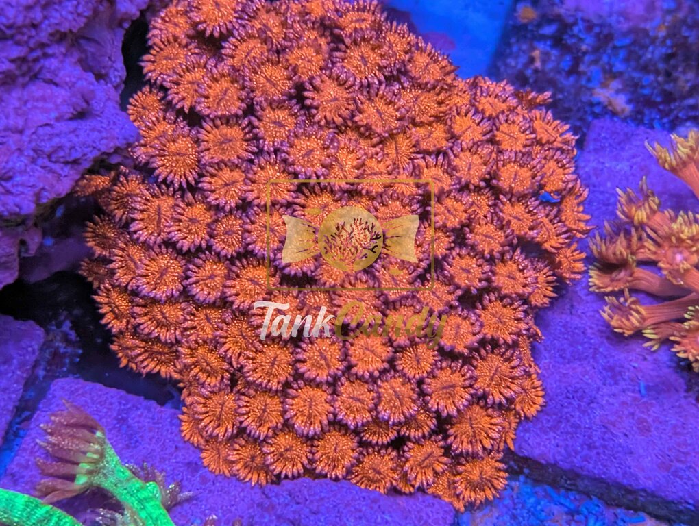 TC Bahama Momma Red Glitter Goniopora [MUST]
