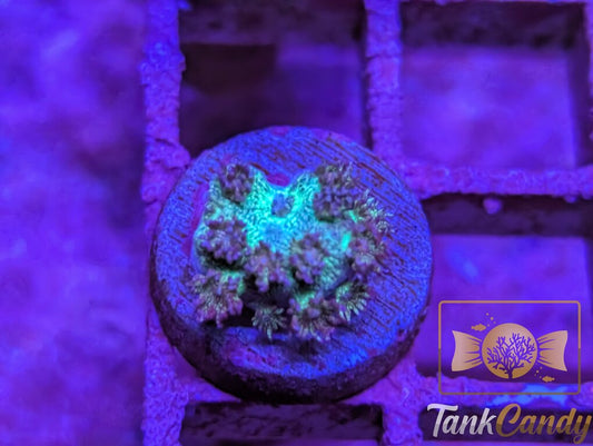 RAS Dark Night Glitter Goni WYSIWYG GA10