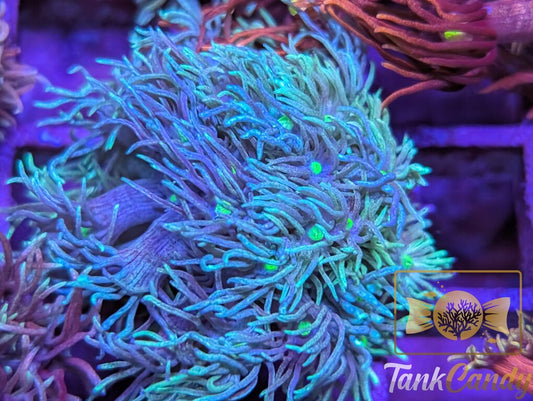 TC Blue Energy Goni WYSIWYG GC7