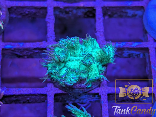 TC Thin Mint Glitter Goni WYSIWYG GE3
