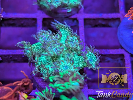 TC Thin Mint Glitter Goni WYSIWYG GE4