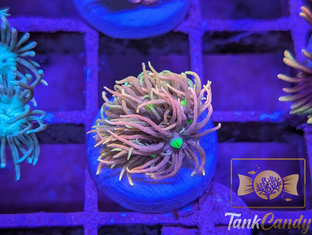 TC Dragon Tails Goni WYSIWYG GF7 [MUST]