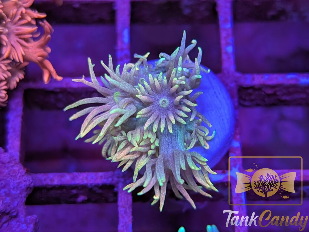 TC Cosmic Rainbow Goni WYSIWYG GH3