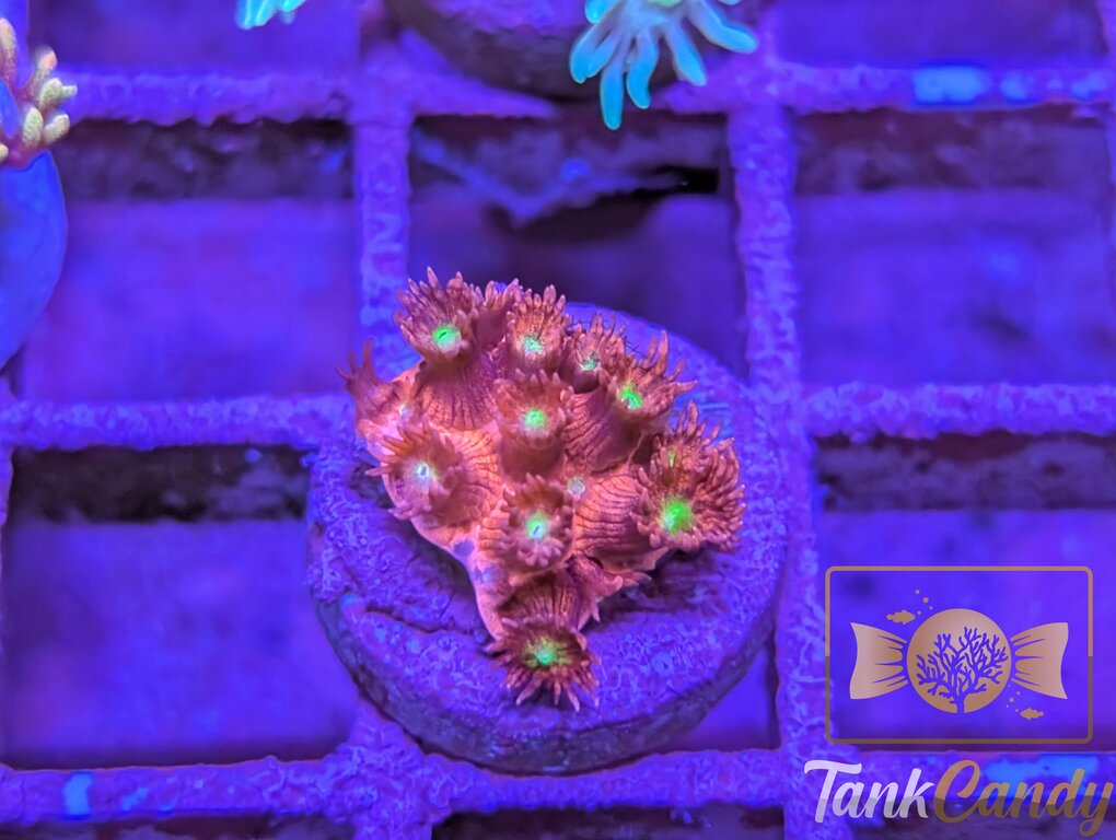 UC Candy Apple Goni WYSIWYG GH8