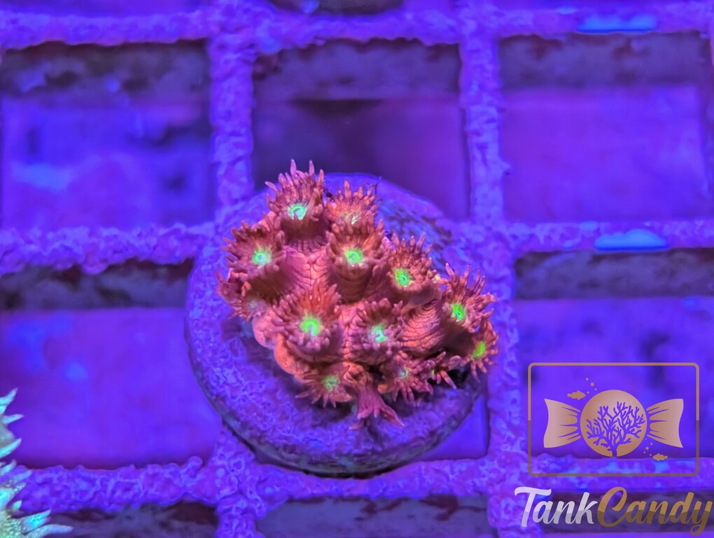 UC Candy Apple Goni WYSIWYG GH10